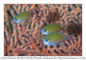 Green Chromis