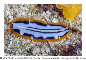 Undescribed Flatworm