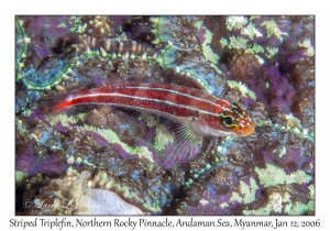 Striped Triplefin