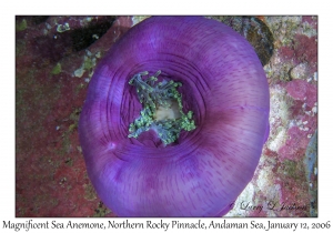 Magnificent Sea Anemone