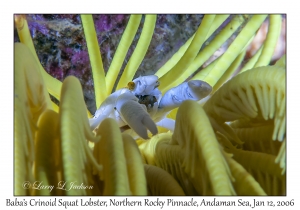 Baba's Crinoid Squat Lobster