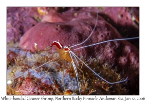 White-banded Cleaner Shrimp