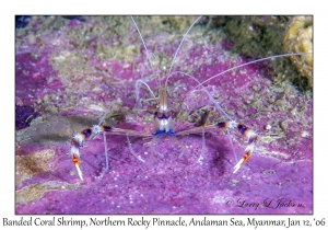 Banded Coral Shrimp