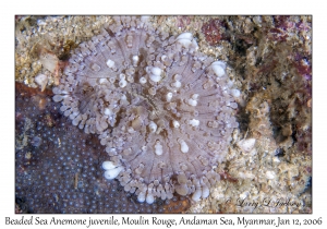 Beaded Sea Anemone juvenile