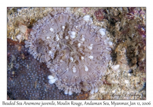 Beaded Sea Anemone juvenile