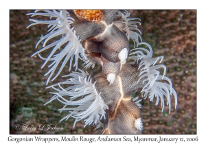 Gorgonian Wrapper