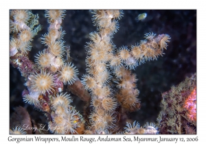 Gorgonian Wrapper