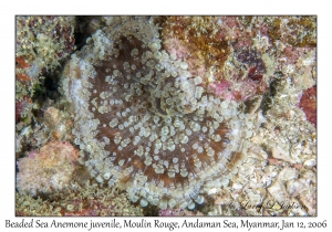 Beaded Sea Anemone juvenile