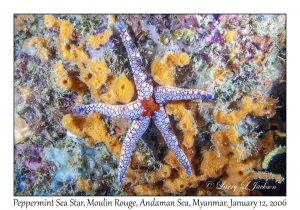 Peppermint Sea Star