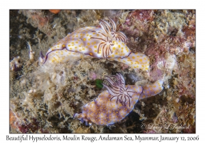 Beautiful Hypselodoris