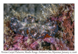 Persian Carpet Flatworm