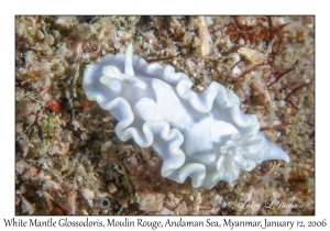 White Mantle Glossodoris