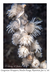 Gorgonian Wrapper