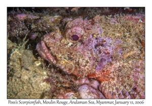 Poss's Scorpionfish