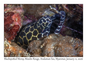 Blackspotted Moray