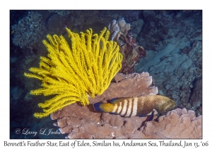 Bennett's Feather Star