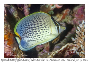 Spotted Butterflyfish