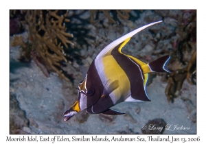 Moorish Idol