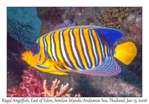 Regal Angelfish