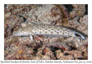 Speckled Sandperch female