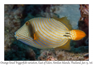 Orange-lined Triggerfish variation