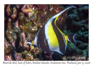 Moorish Idol