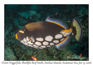 Clown Triggerfish