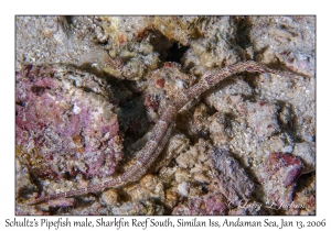 Schultz's Pipefish male