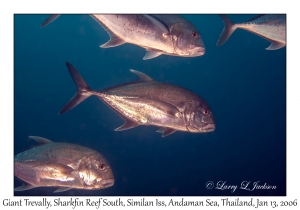 Giant Trevally