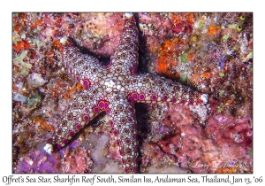 Offret's Sea Star