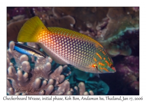 Checkerboard Wrasse