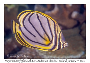 Meyer's Butterflyfish