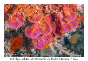 Red Algae
