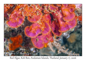 Red Algae