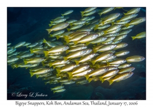 Bigeye Snappers