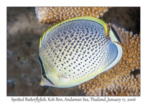 Spotted Butterflyfish