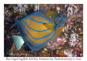 Blue-ringed Angelfish