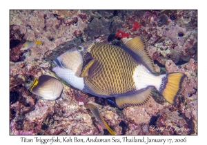 Titan Triggerfish