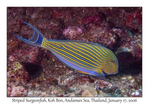 Striped Surgeonfish