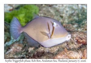 Scythe Triggerfish