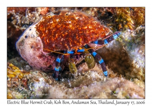 Electric Blue Hermit Crab