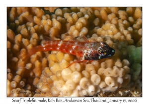 Scarf Triplefin male