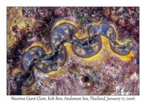 Maxima Giant Clam