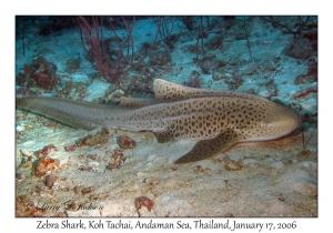 Zebra Shark