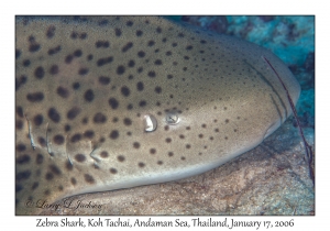 Zebra Shark