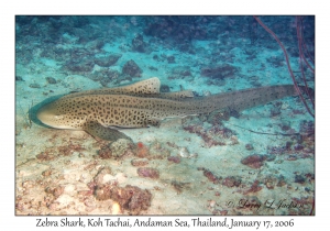 Zebra Shark