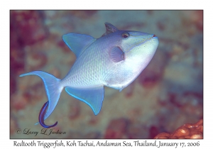 Redtooth Triggerfish