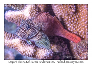 Leopard Blenny