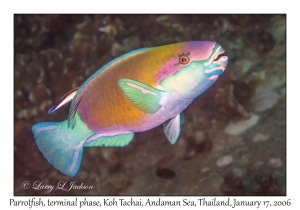 Parrotfish