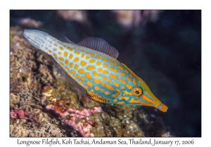 Longnose Filefish